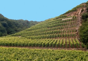 provence vineyard